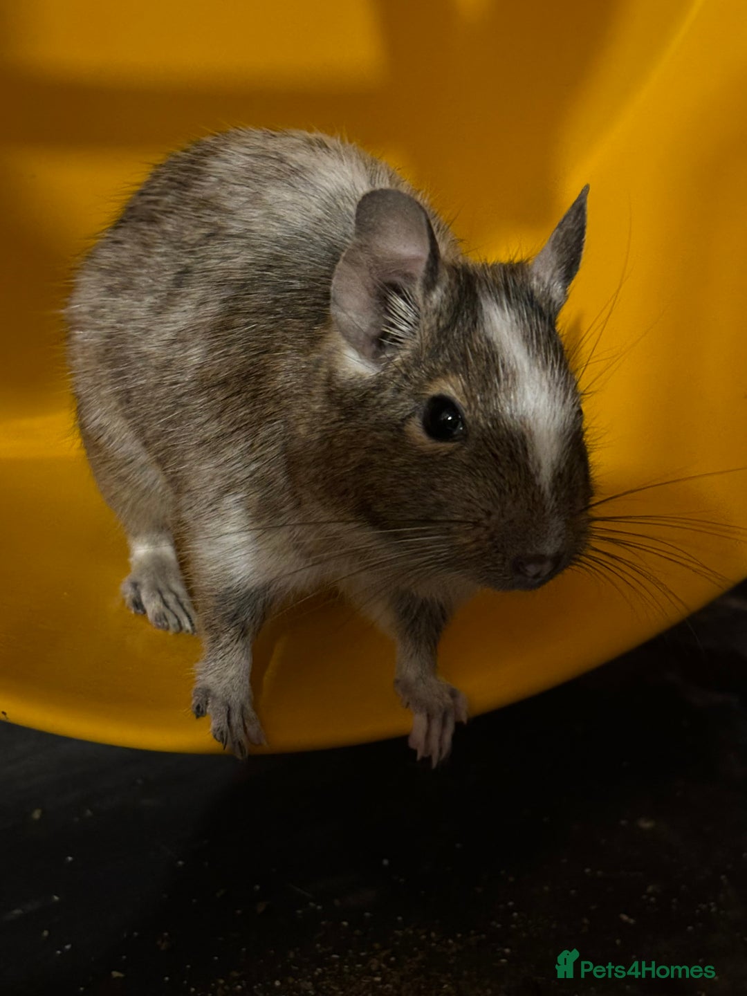 Degu Pets At Home Closeup Of Gray And Light Brown Degu Pet Stock