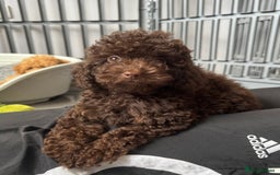Cockapoo dogs for sale: Cockapoo puppies  - Image 2