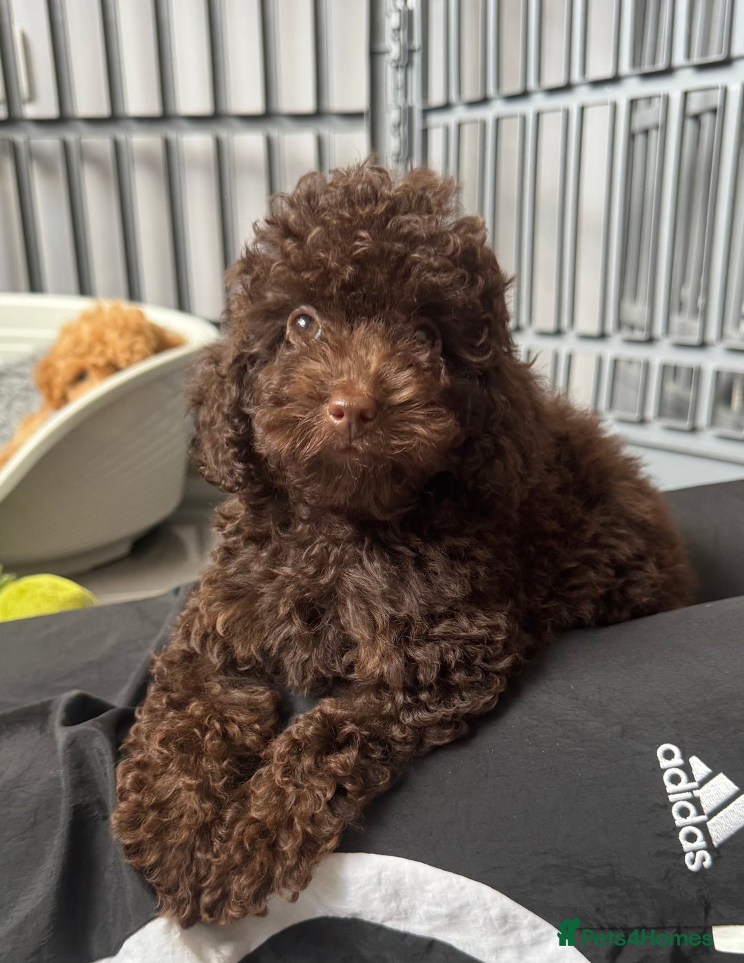 Cockapoo dogs for sale: Cockapoo puppies  - Image 2