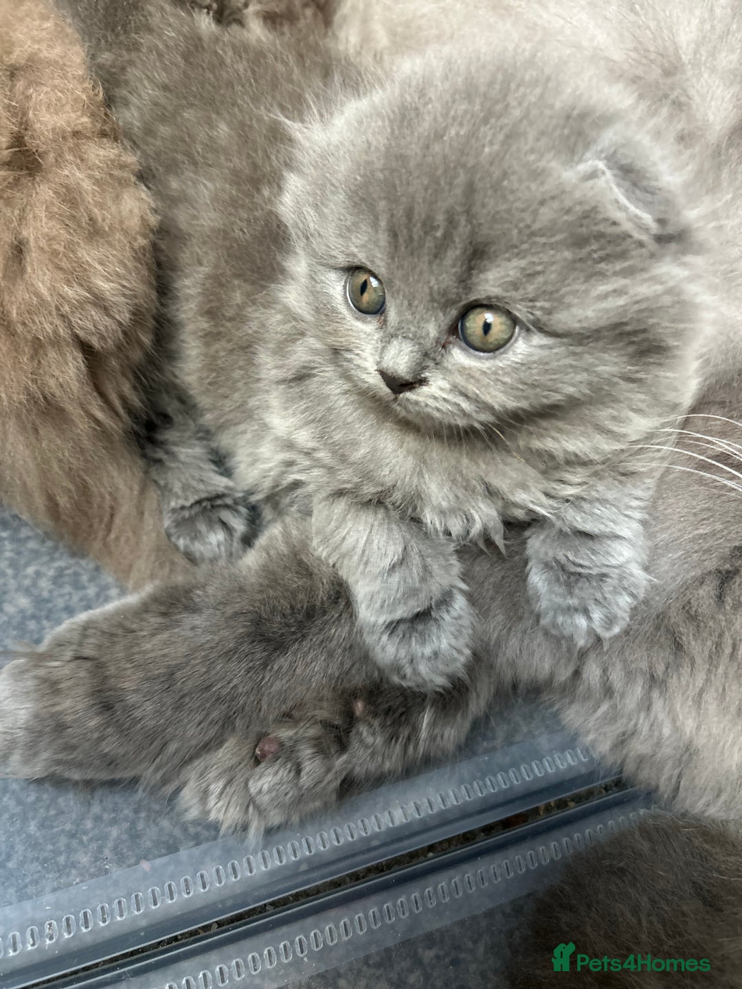 Scottish Fold cats for sale: Scottish fold kittens  - Advert 4