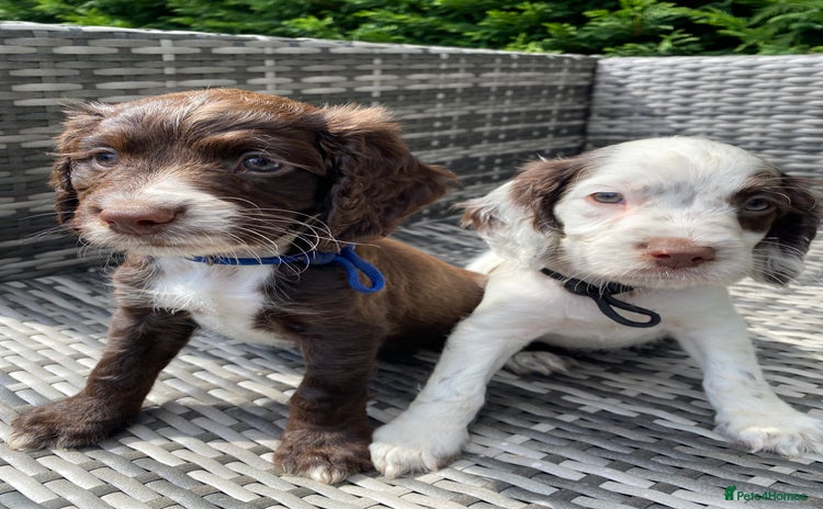 Sprocker dogs in King's Lynn - Advert 2