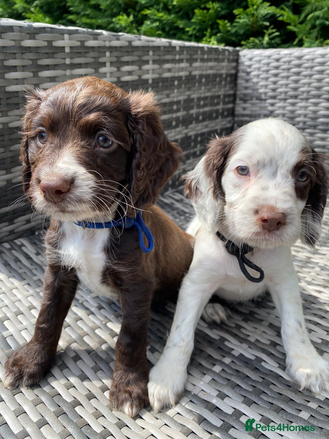 Sprocker dogs for sale: Beautiful F1 Sprocker Spaniel Puppies. in King's Lynn - Image 2