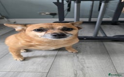 Mixed Breed dogs for sale: Pomjack. Bear.. - Image 2