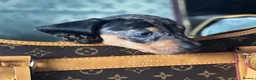 Miniature Dachshund dogs for sale: Miniature dachshund puppies🥰£750 - Advert 7