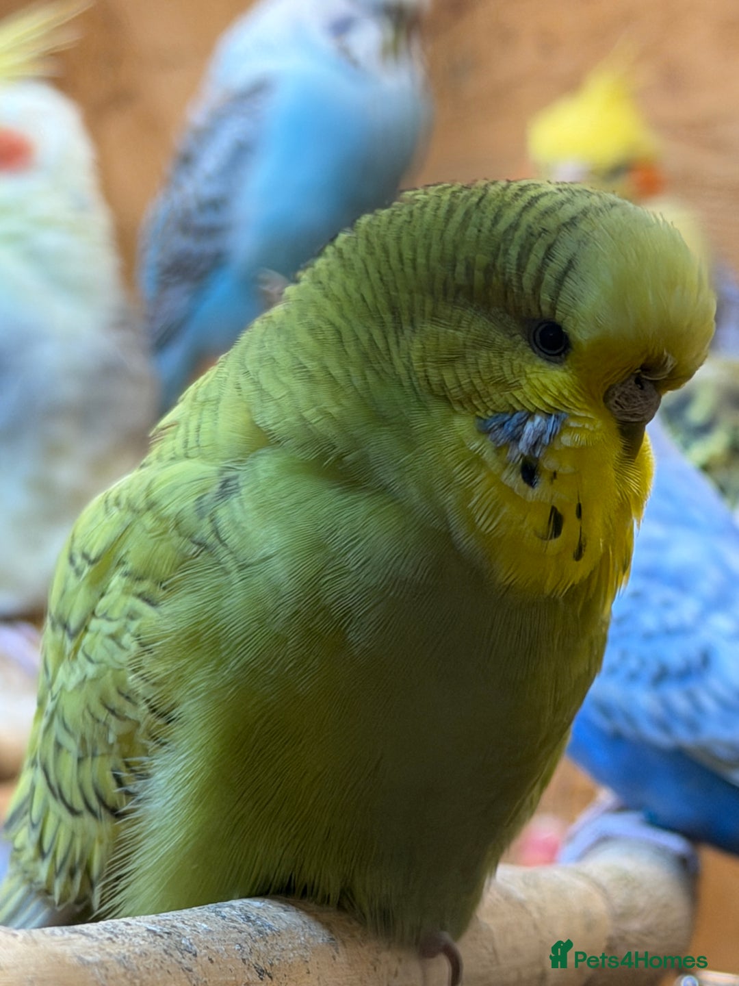 Budgerigars birds for sale: Budgies For Rehoming  - Advert 2