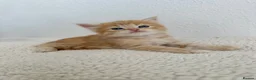 Siberian cats for sale: Beautiful Siberian Kittens - Advert 4