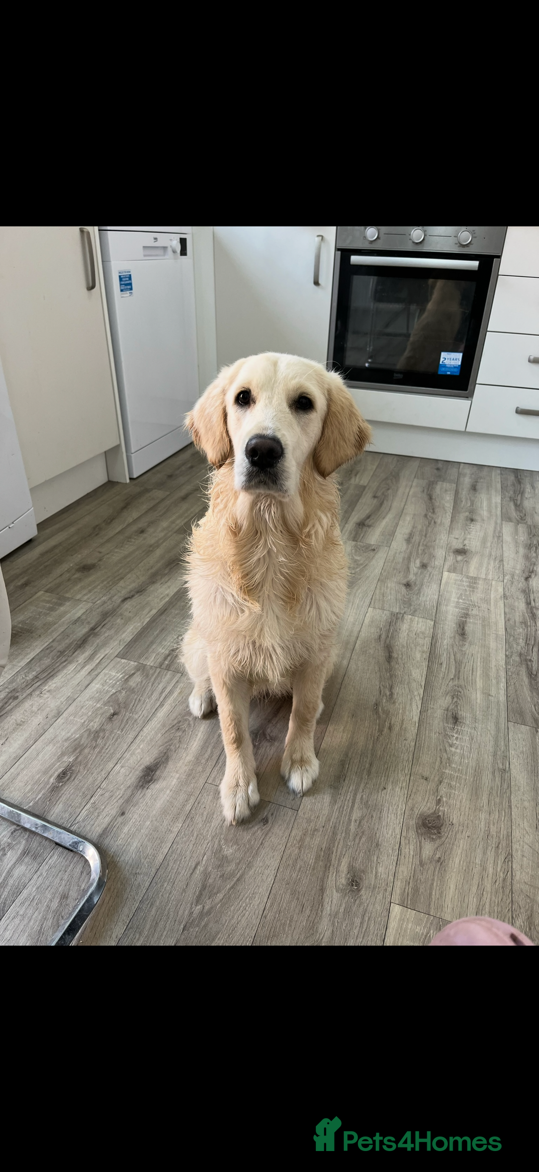 Golden Retriever dogs for sale: 3 year old female golden retriever  - Advert 8