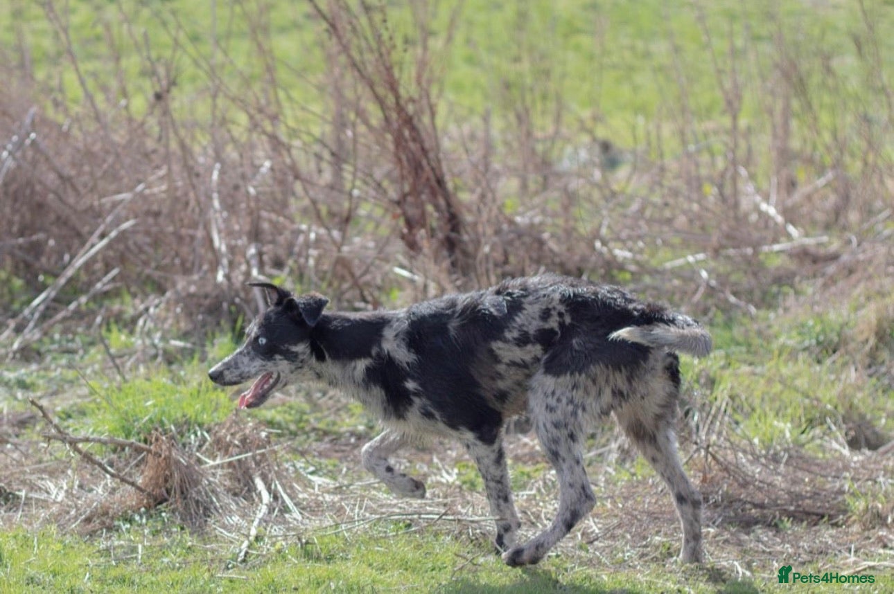 Lurcher dogs Collie x Greyhound x Bedlington x Whippet in Darlington - Advert 17