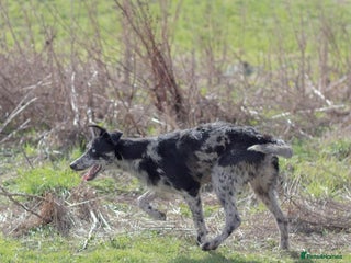 Lurcher dogs in Darlington - Advert 1