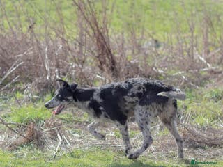 Lurcher dogs Collie x Greyhound x Bedlington x Whippet in Darlington - Advert 3