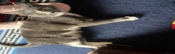 Mixed Breed cats for sale: Grey female cat for sale (free) - Advert 3