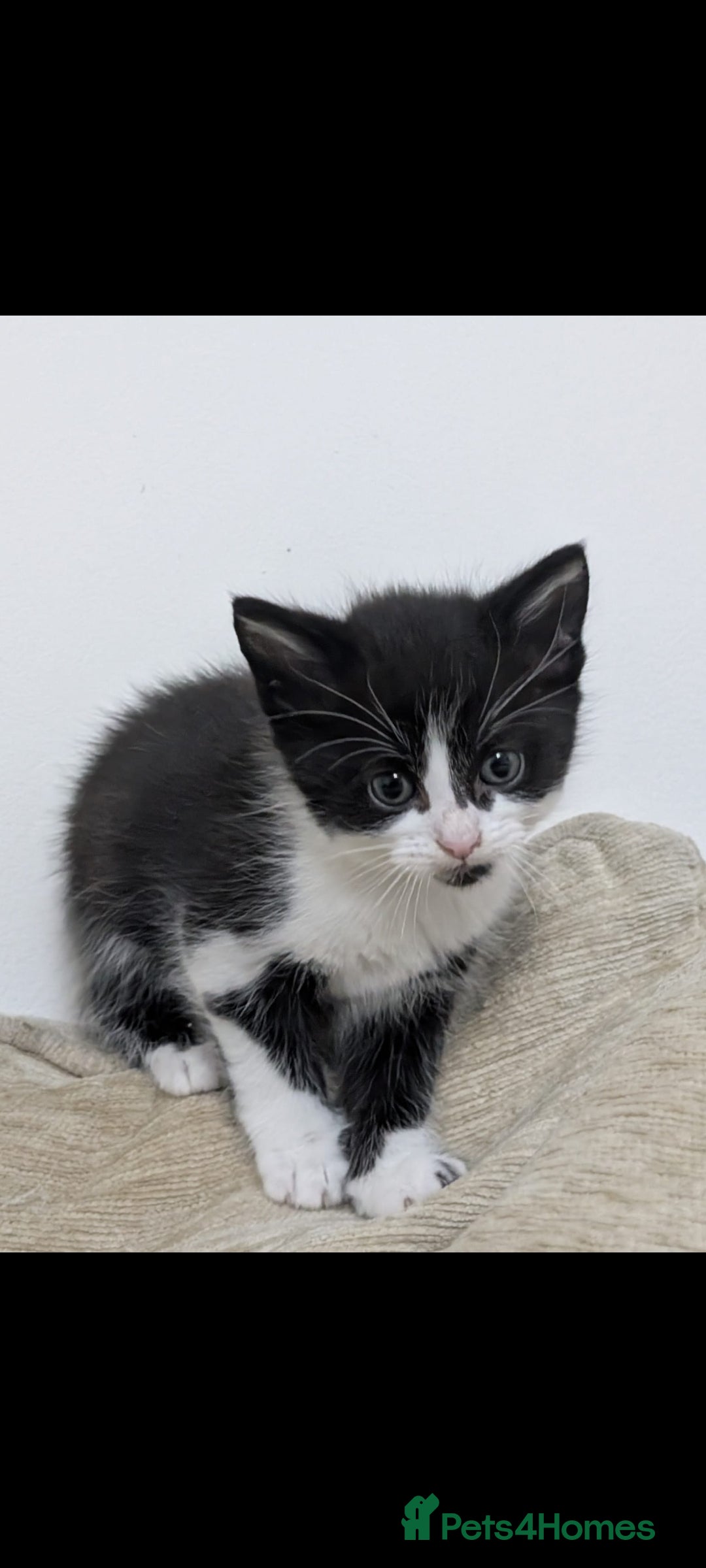 Mixed Breed cats for sale: Beautiful 8 week kittens for sale - Advert 3