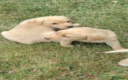 Labrador Retriever dogs for sale: Labrador Retriever Puppies - Image 6