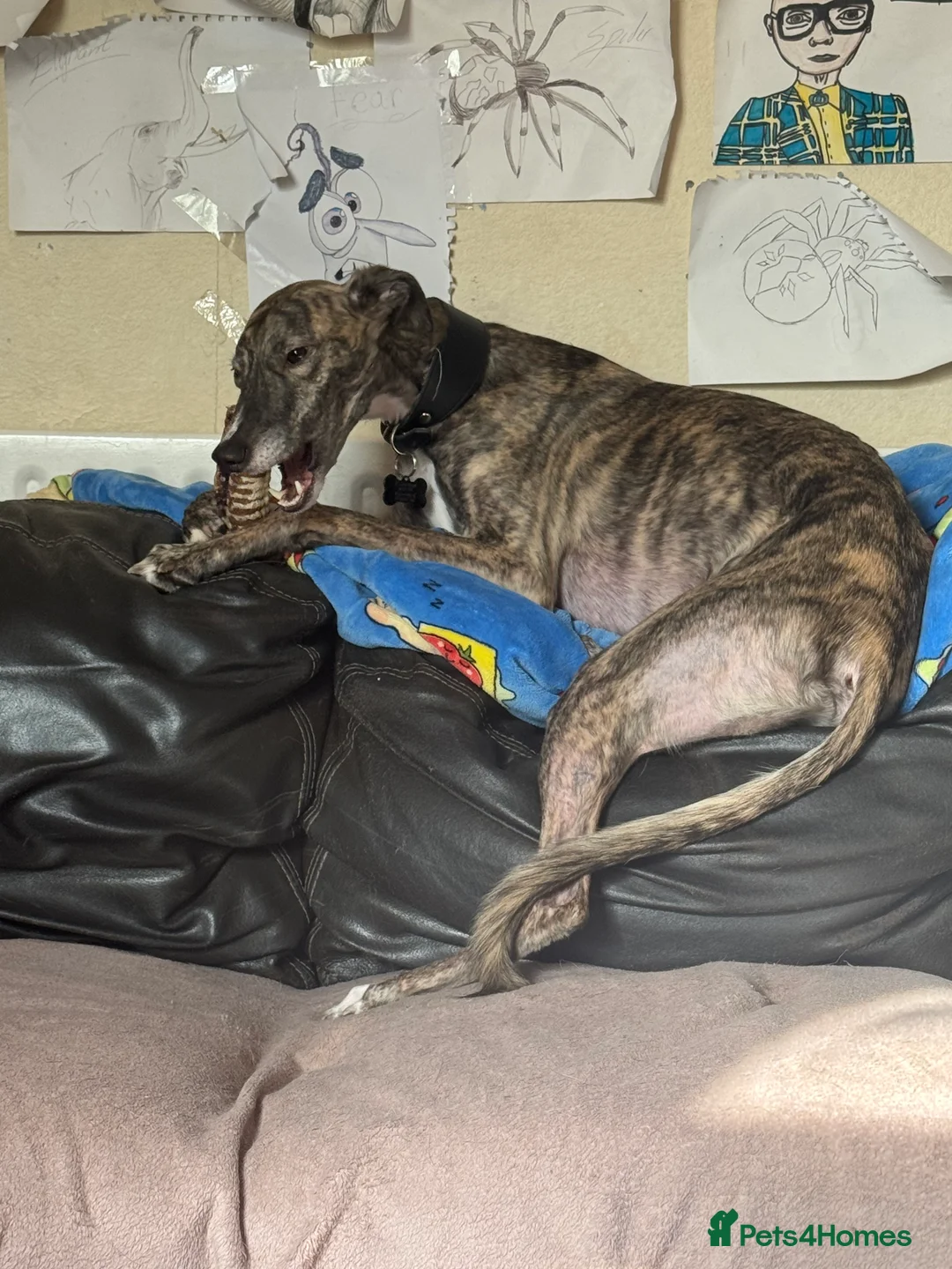Lurcher dogs for sale: 2 year old male neutered lurcher - Advert 2