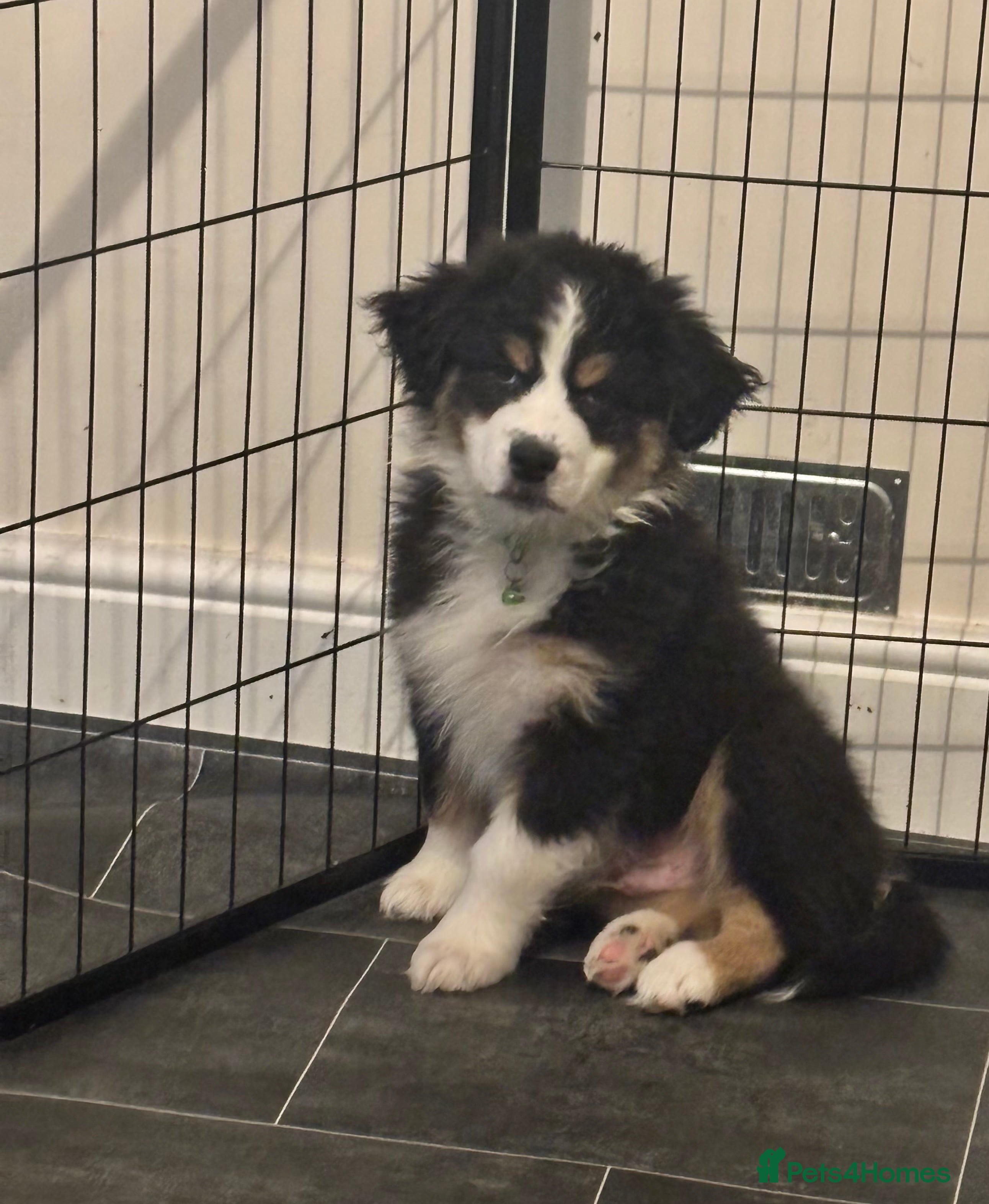 Australian Shepherd dogs KC registered Australian shepherd puppies  - Advert 6