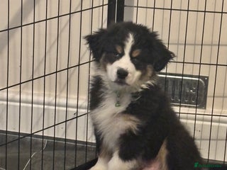 Australian Shepherd dogs KC registered Australian shepherd puppies - Advert 14