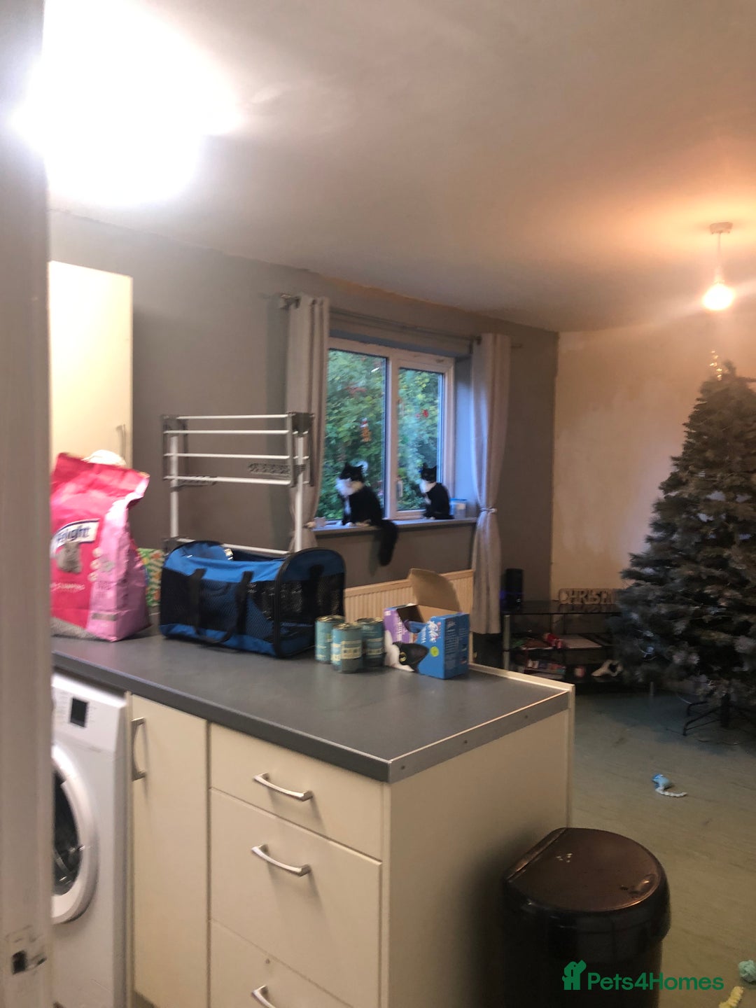 Mixed Breed cats for sale: Mother and daughter duo. Needs too go asap!! - Advert 2