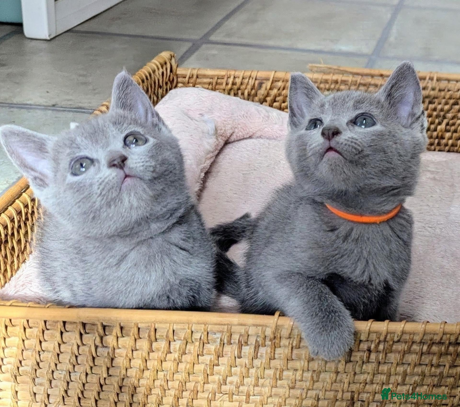 Russian Blue cats Affectionate Lap Kittens – Pedigree TICA - Advert 1