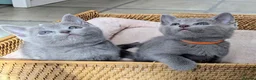 Russian Blue cats for sale: Affectionate Lap Kittens – Pedigree TICA - Advert 1