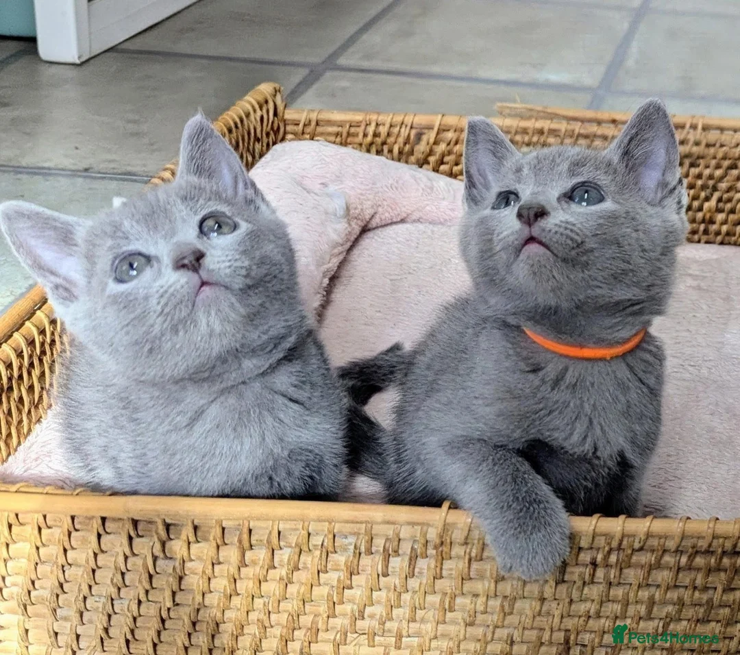 Russian Blue cats for sale: Affectionate Lap Kittens – Pedigree TICA - Advert 1