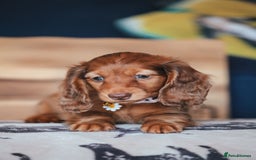 Miniature Dachshund dogs for sale: PEDIGREE MINIATURE LONGHAIRED DACHSHUNDS  - Image 10