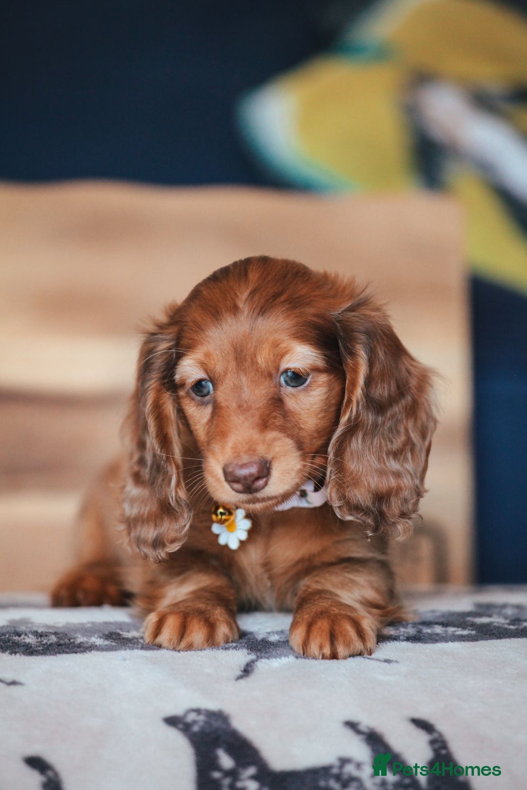 Miniature Dachshund dogs for sale: PEDIGREE MINIATURE LONGHAIRED DACHSHUNDS  - Image 10