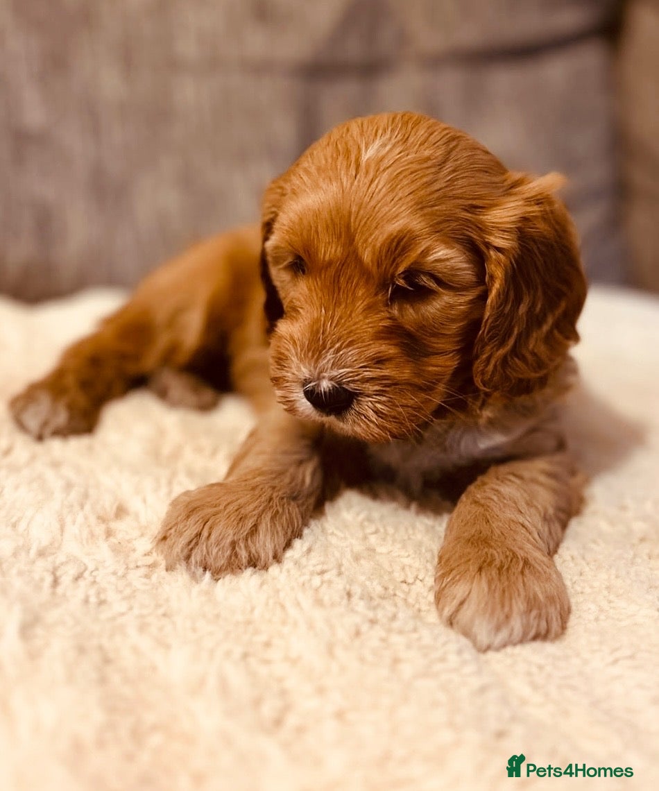 Australian Labradoodle dogs Australian labradoodles  - Advert 1