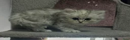 Persian cats for sale: Beautiful long haired Persian Kittens - Advert 3