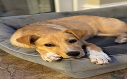 Mixed Breed dogs for adoption: Ruby  - Image 6