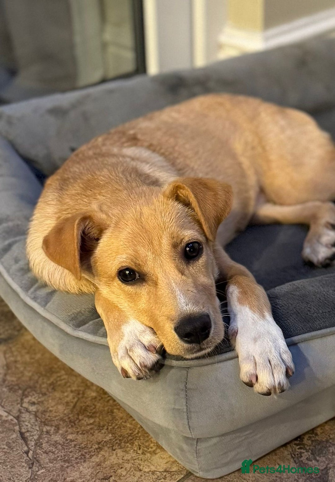 Mixed Breed dogs for adoption: Ruby  - Image 6