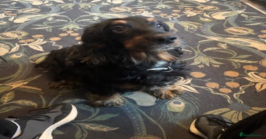 Cocker Spaniel dogs - Advert 13