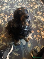 Cocker Spaniel dogs - Advert 2