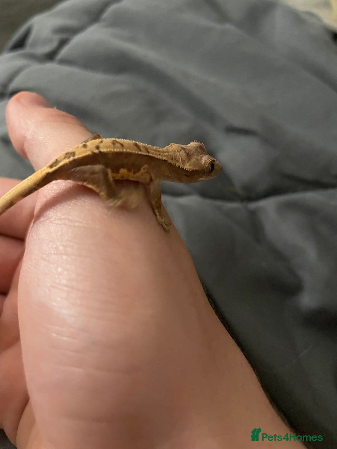 Gecko reptiles for sale: Lily white baby crested gecko - Image 2