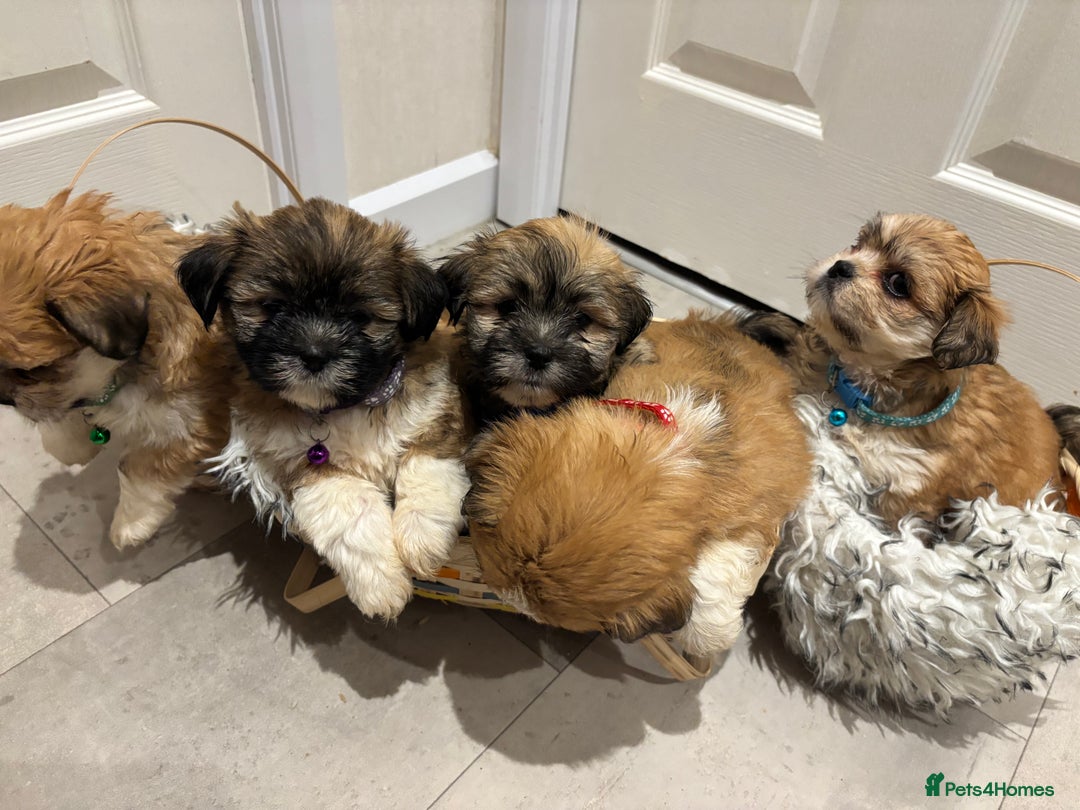 Lhasa Apso dogs for sale: Full bred Lhasa apso puppies  - Advert 5