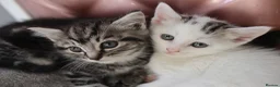 Mixed Breed cats for sale: Litter of 5 Kittens, 11 Weeks Old - Advert 17