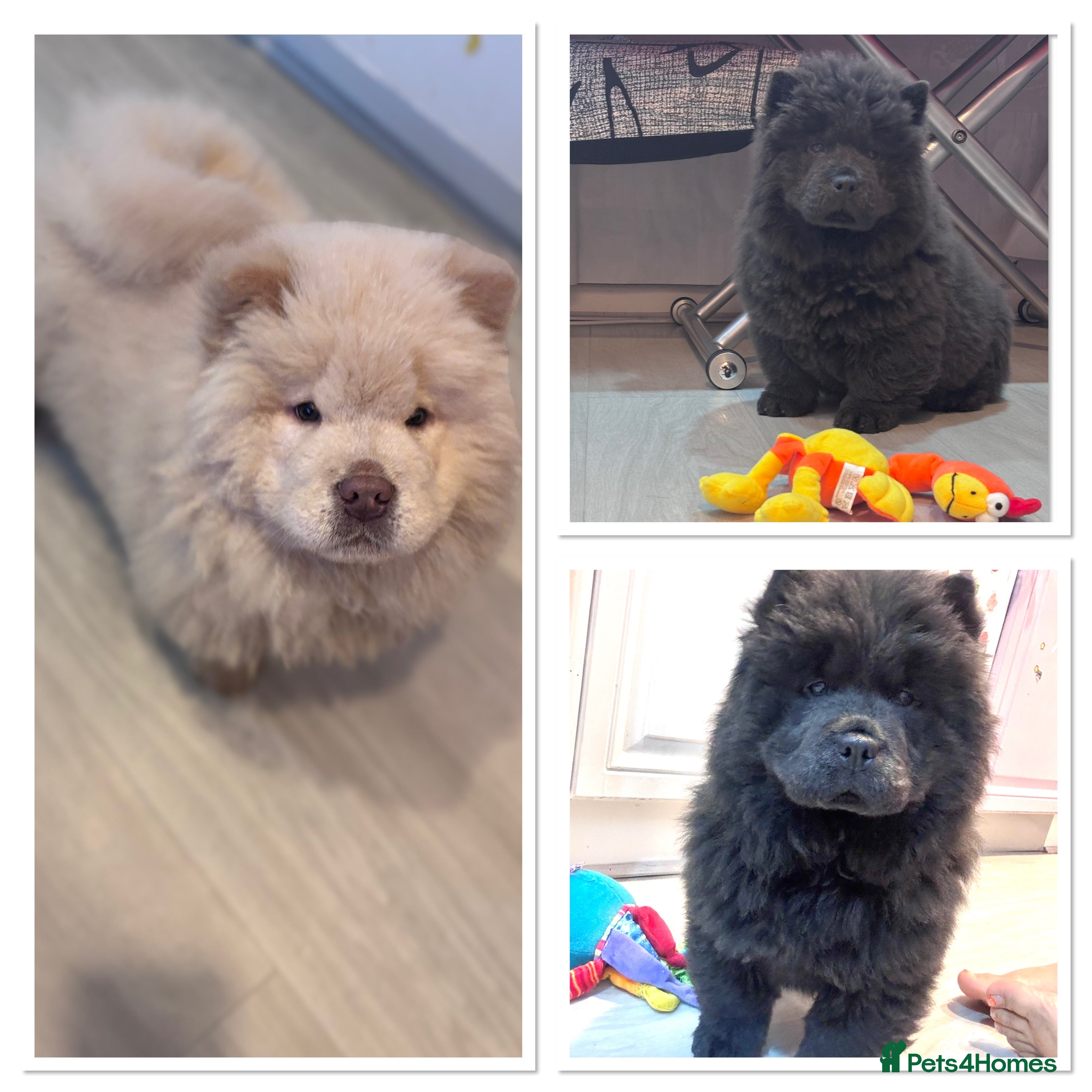 Chow Chow dogs Blue  Chow Chow puppies  - Advert 14