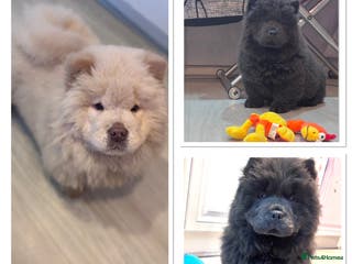 Chow Chow dogs Blue Chow Chow puppies - Advert 12