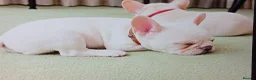 French Bulldog dogs for sale: Stunning French Bulldog Puppies - Advert 3