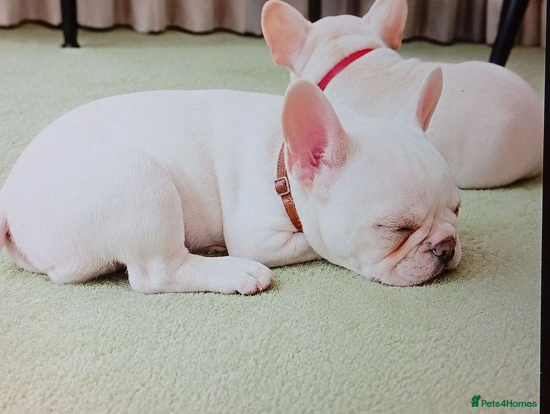 French Bulldog dogs for sale: Stunning French Bulldog Puppies - Advert 3