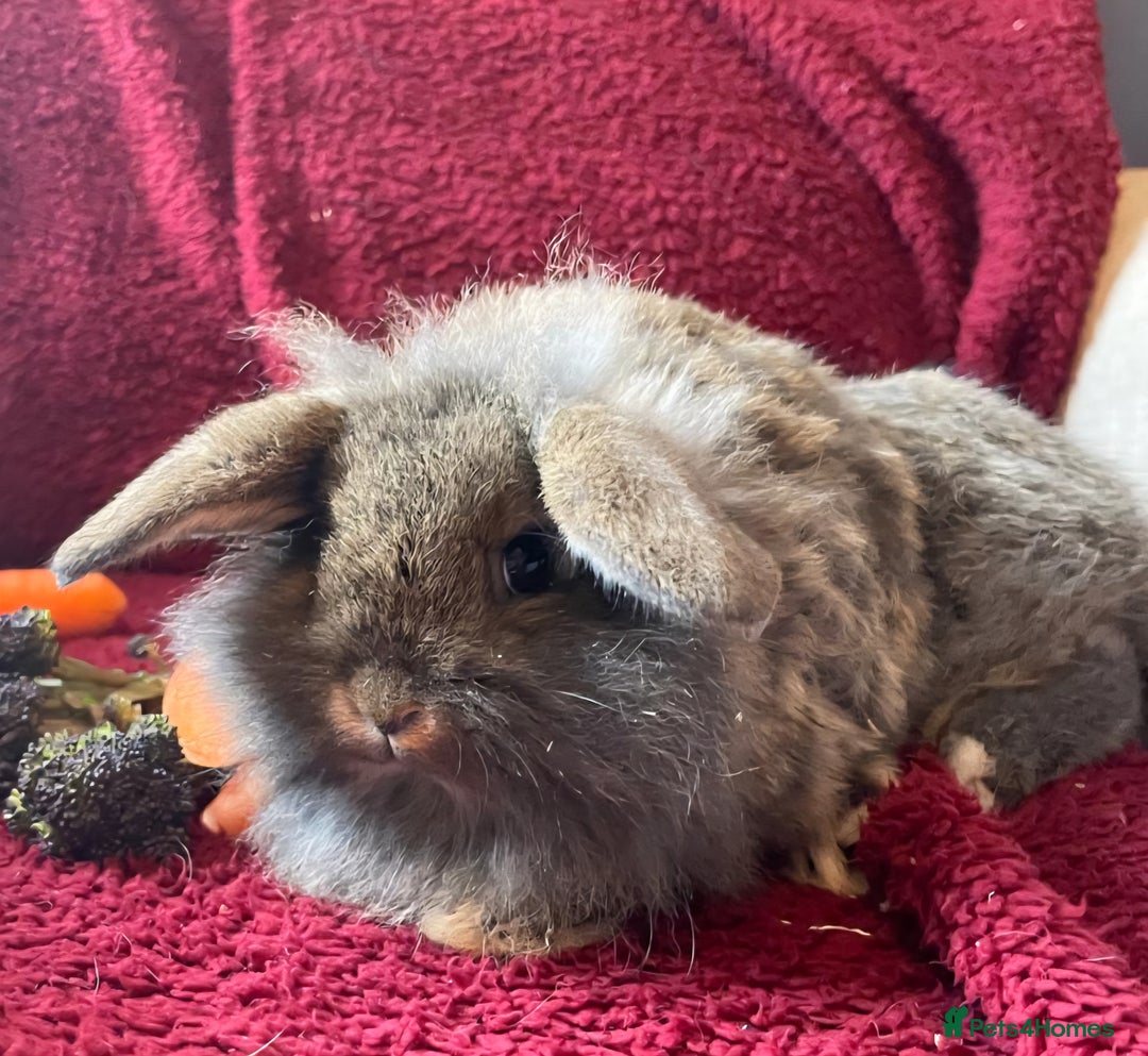 Mixed Breed rabbits for sale: Minilop, lionhead and mixed breed baby rabbits. - Image 10