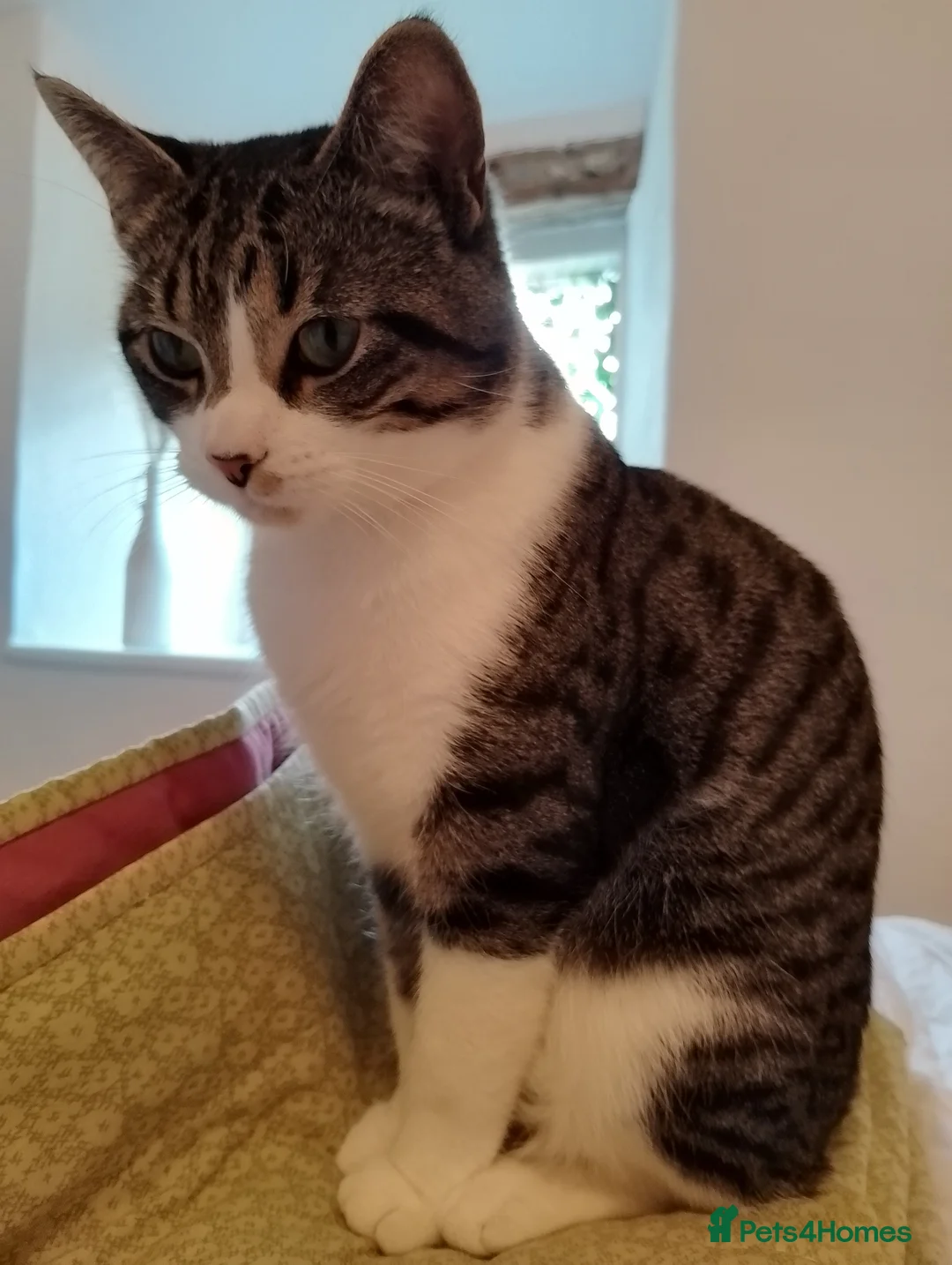 Siamese cats for sale: Young Siamese cross, looking for quiet home - Advert 8