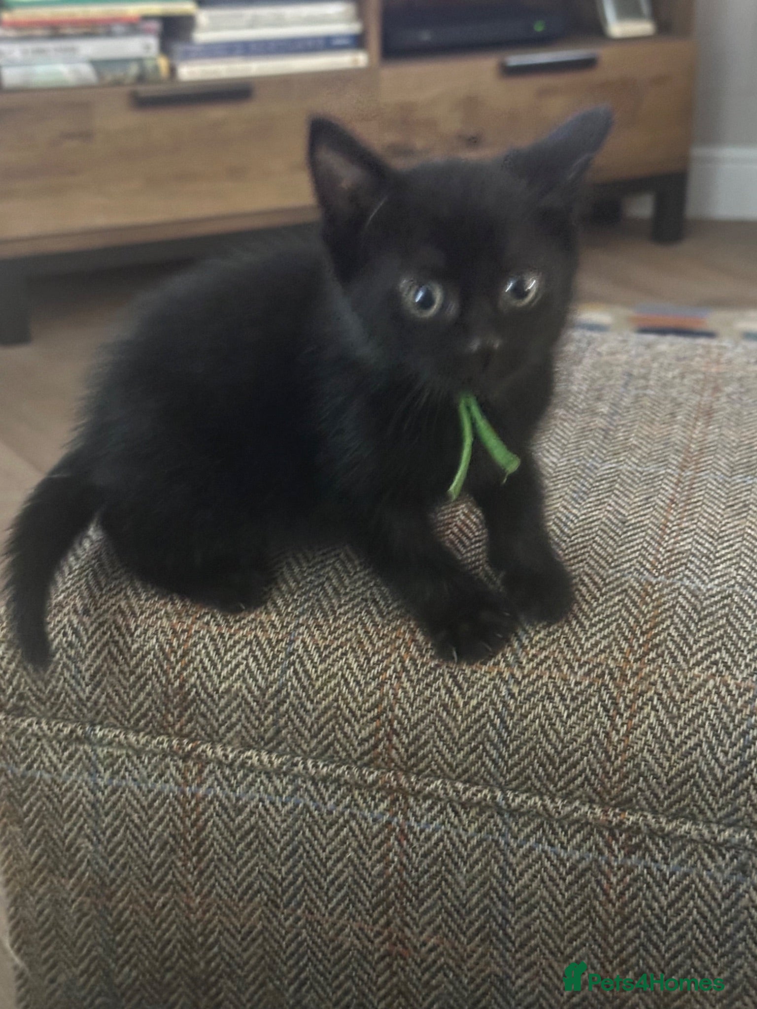 Mixed Breed cats Black Kittens for Sale - Advert 5