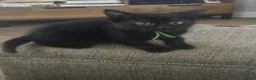 Mixed Breed cats for sale: Black Kittens for Sale in Cumnock - Advert 1