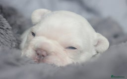 French Bulldog dogs for sale: Stunning French bulldog puppies  - Advert 31