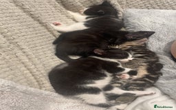 European cats for sale: Lovely kittens  - Image 1