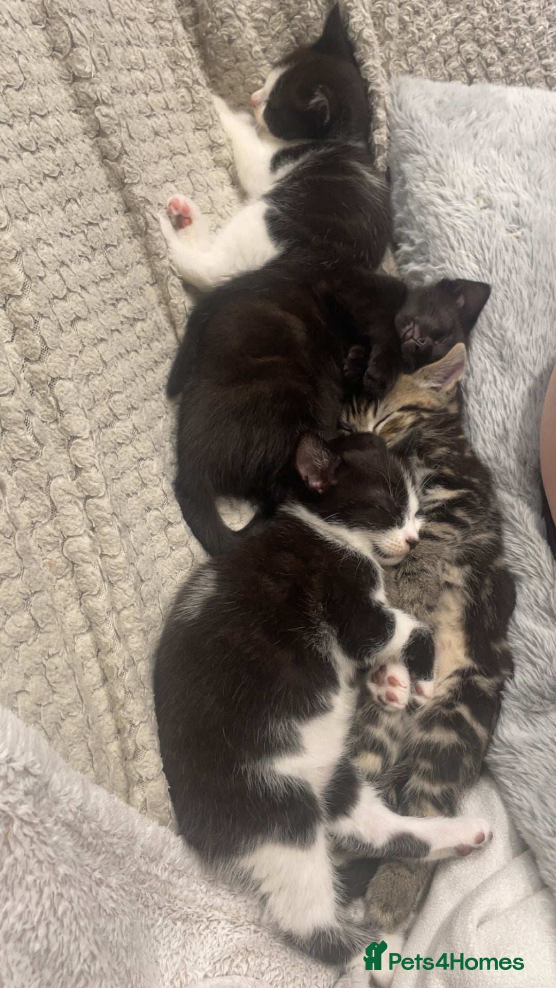 European cats for sale: Lovely kittens  - Image 1