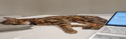 Bengal cats for sale: Bengal boy for sale in West Drayton - Advert 4