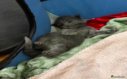 Maine Coon cats for sale: Purebred Blue Maincoon Kittens  - Image 23