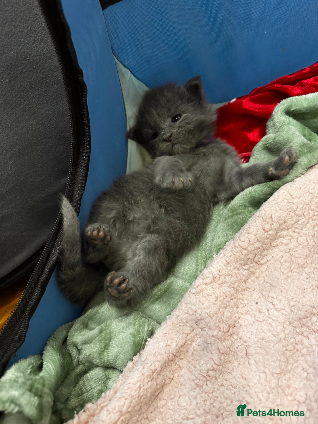 Maine Coon cats for sale: Purebred Blue Maincoon Kittens  - Image 23