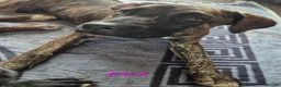 Cane Corso dogs for sale: 🐾 5 BEAUTIFUL CANE CORSO PUPPIES • 5 MONTHS in Swindon - Advert 3